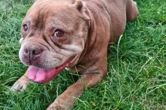 Chien trouvé à Ranville, Normandie - photo