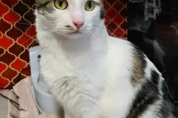 Chatte européenne disparue à Bouxwiller - photo
