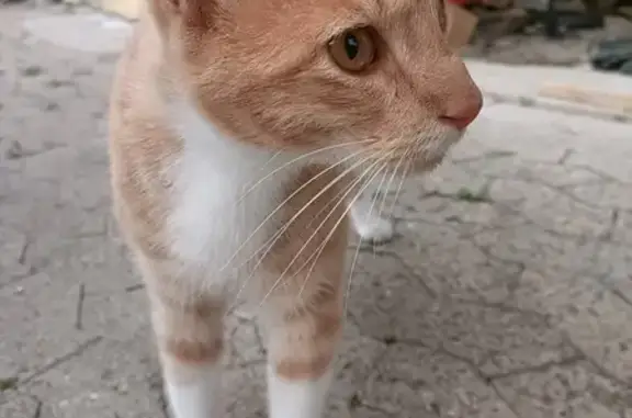 Chat roux trouvé à Trévenans, Route de Dambenois - photo