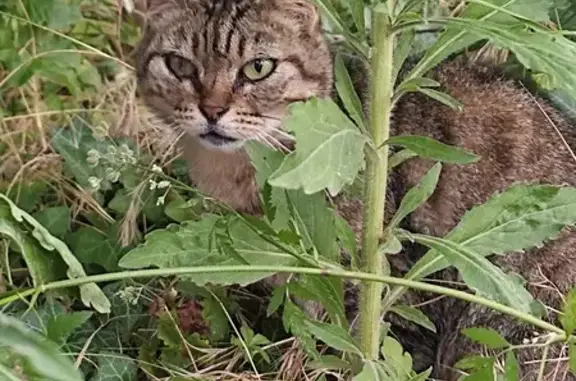 Chat gris craintif trouvé à Neuville-sur-Saône - photo