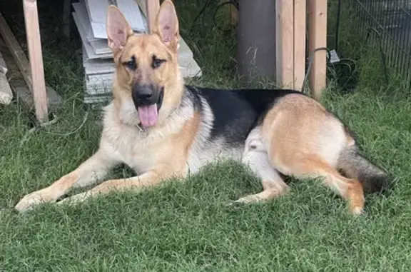 Lost German Shepherd on Malden Dr, Converse