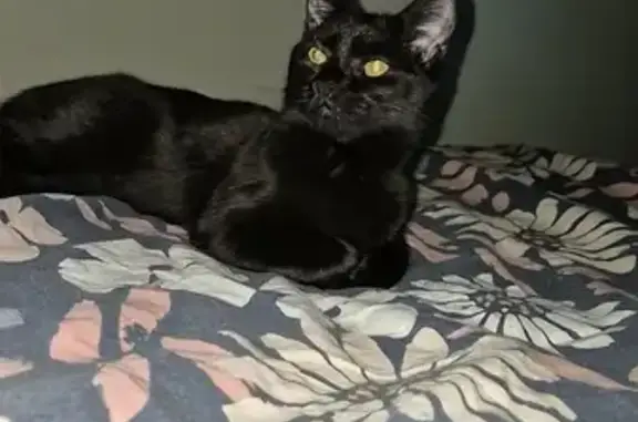 Missing Black Kitten, Callie - Belgrave Parade