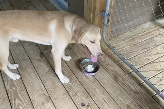 Found Yellow Male Lab in Mountain Rest, SC