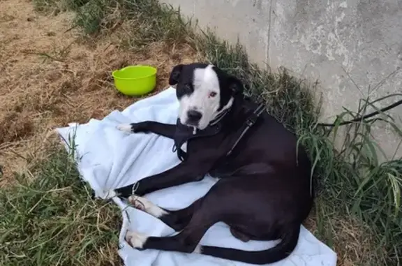 Found: Large Black & White Male Dog in Missouri