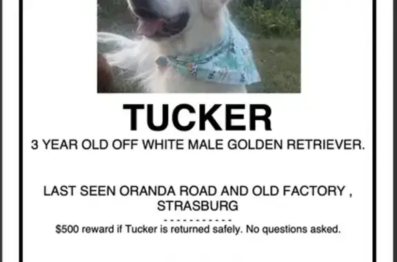 Lost Golden Retriever on Oranda Rd, Strasburg