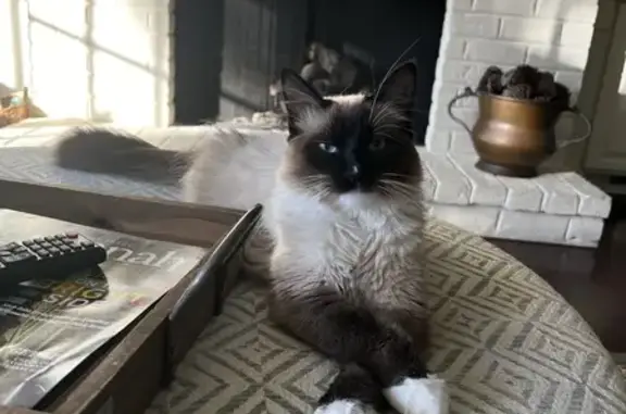 Missing Siamese Cat: Tidewater Way, 29