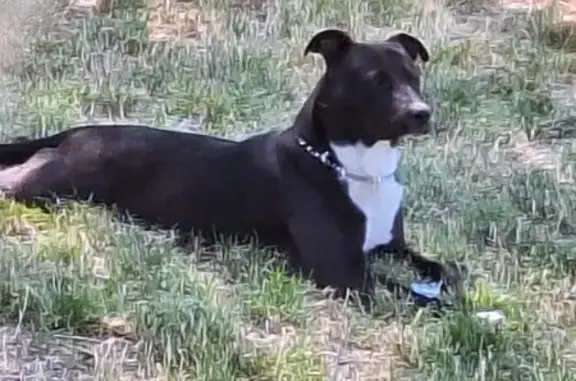 Missing Chocolate Lab Pit - Last Seen Goldendale