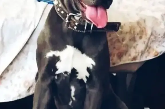 Perro Pitbull Gris Perdido en Saltillo