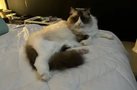 Missing Ragdoll Cat 'Blue' in Moreton Bay