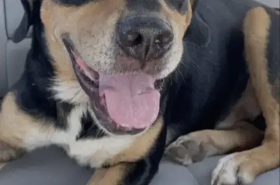 Found Rottweiler Mix at Scooters OKC