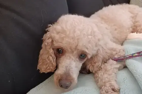 Lost Mini Poodle: Blonde, 10lbs, Microchipped