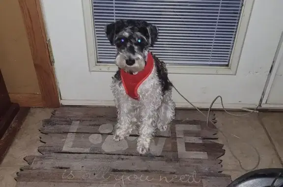 Lost Black & White Schnoodle on Rainbow Dr