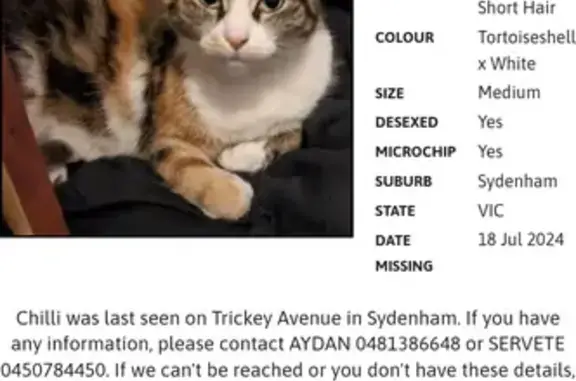 Lost Torbie Cat, 8, Trickey Ave, Brimbank