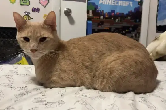 Lost Blonde Male Cat on Seton Ave SE, Decatur