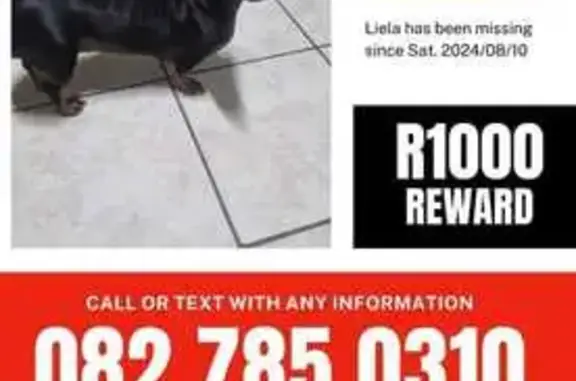 Missing Dachshund in Doornbult, Limpopo