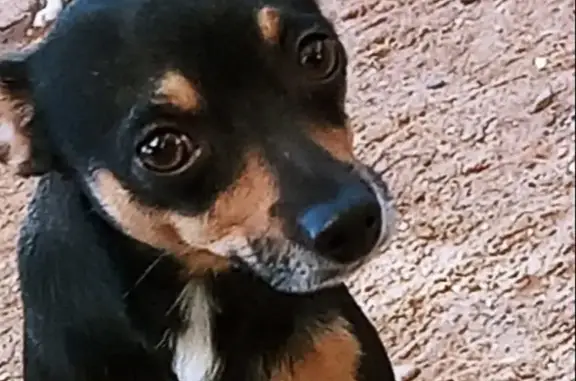 Lost Black & Brown Chihuahua in El Paso