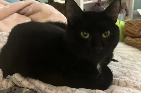 Missing Black Cat Ping in Holbrook Area