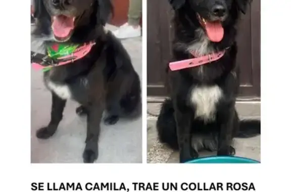 Perro Negro Perdido en Ciudad Neza - Collar Rosa