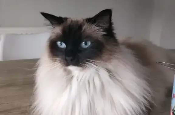 Animaux perdus Sotteville-lès-Rouen, photo: Chat disparue Océa, contactez-nous!