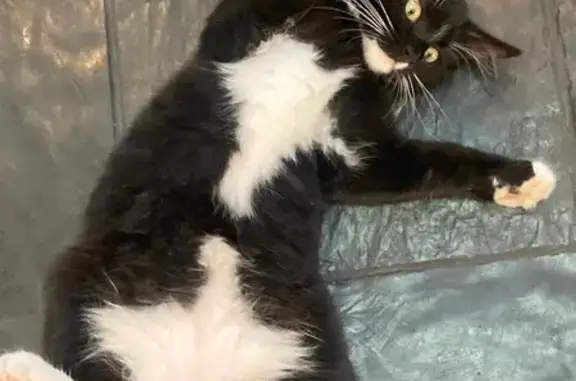 Missing Male Tuxedo Cat: Levi in Cape Town