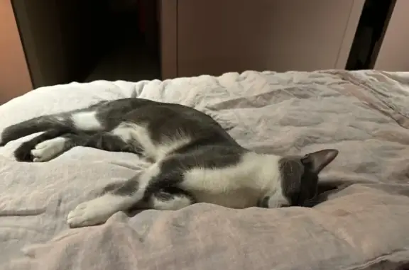 Chat gris et blanc perdu à Pornichet - photo