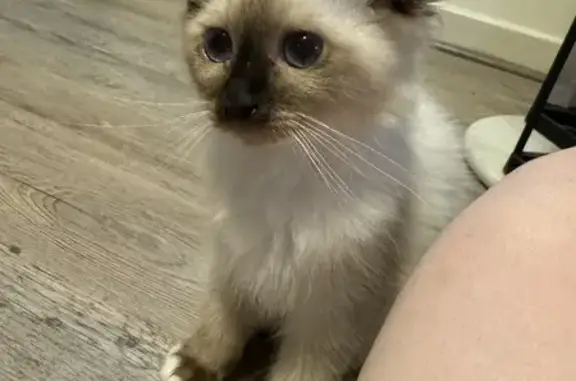 Chat perdu, Eurre, photo: Chaton femelle 3 mois perdu à Eurre