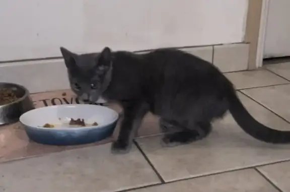 Chat trouvé , photo: Chaton bleu merle trouvé à Lassay-sur-Croisne