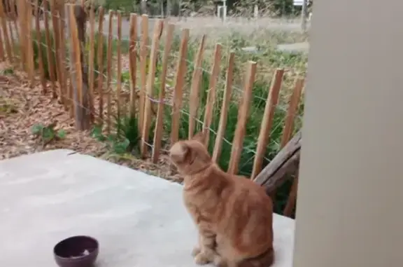 Chat perdu, Bègles, photo: Chat roux tigré disparu à Bègles