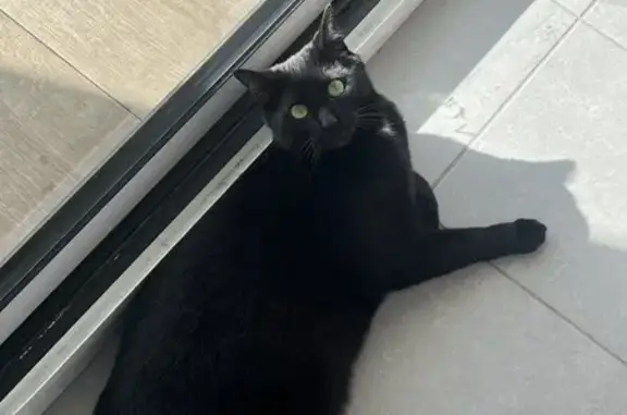 Chat perdu, Mende, photo: Chat noir perdu à Mende, tache blanche sous le cou