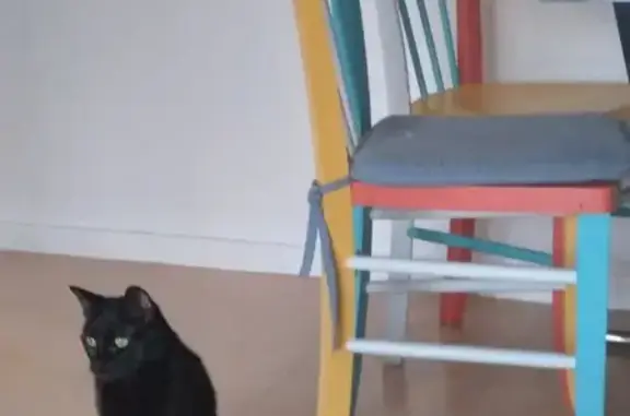 Chat perdu, Raon-l'Étape, photo: Chat perdu : Chachou, pucée et stérilisée