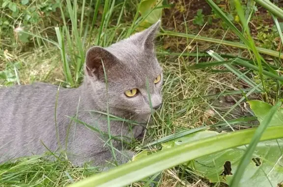 Animaux perdus Noisy-le-Grand, photo: Chaton perdu à Noisy-le-Grand, 5 mois