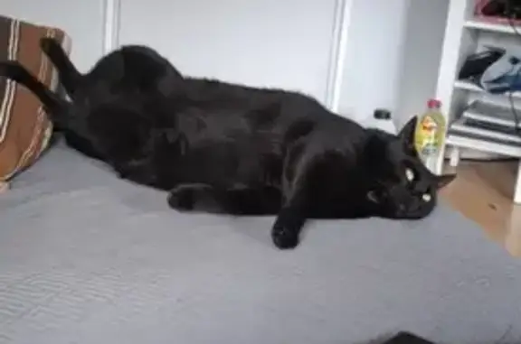 Animaux perdus Livry-Gargan, photo: Chat perdu à Livry-Gargan - Salem, 3 ans