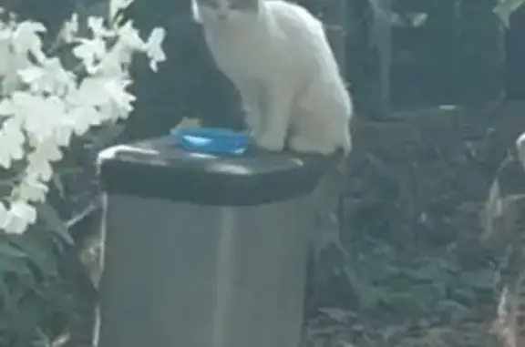 Chat blanc craintif trouvé à Limoux - photo