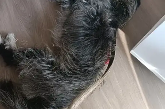 Animaux trouvés Yvetot, photo: Petit chien gris trouvé à l'EHPAD d'Yvetot