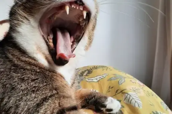 Animaux perdus Hennebont, photo: Chatte tigrée disparue à Hennebont
