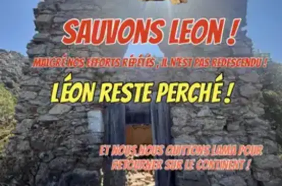 Chat Léon perdu sur un toit à Lama, Corse - photo