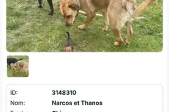 Deux chiens disparus à Pérignac - photo