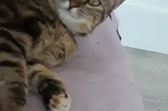 Chat perdu, Maxéville, photo: Chatte tigrée perdue avec collier à Maxéville