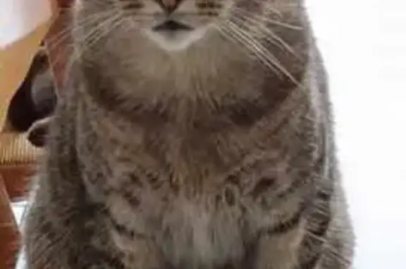 Chat perdu, , photo: Chat tigré marron perdu, rue Denfert Rochereau