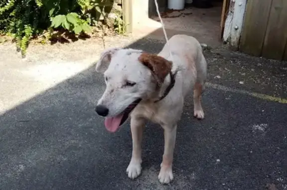 Animaux trouvés , photo: Chienne croisée trouvée Rue du Bocage, Couesmes