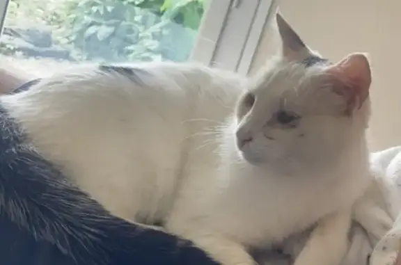Chat européen blanc/noir perdu à Toul - photo