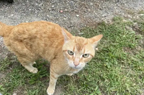 Chat roux mâle trouvé Route de Coëx - photo