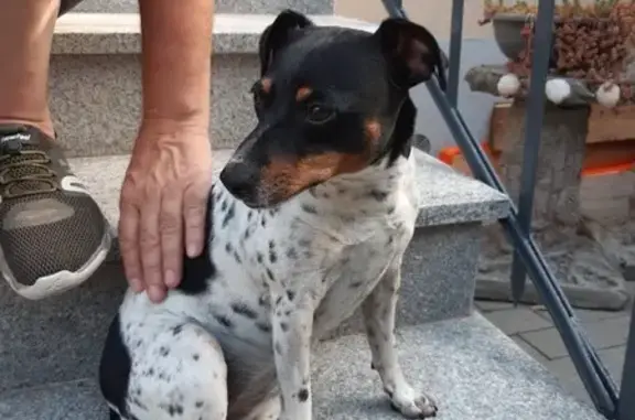 Chien trouvé Wintzenheim, photo: Jack Russel trouvé à Eguisheim ce matin