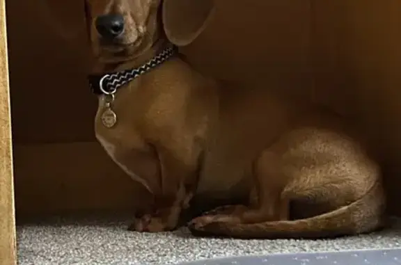 Lost Dachshund Cocoa - Newcastle Blackett Dr