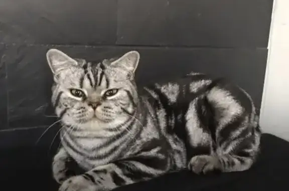 Chat Mâle Noir et Gris Disparu à Châteauneuf - photo
