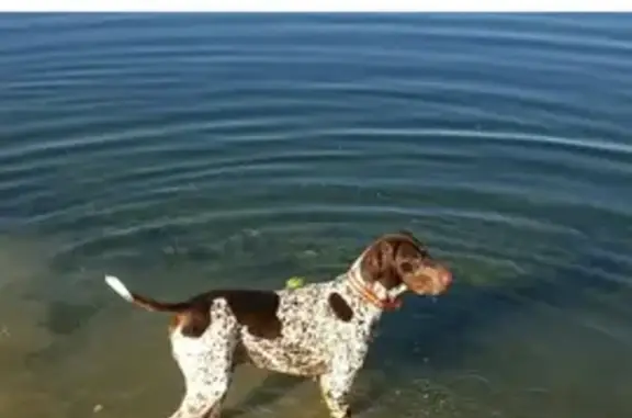 ¡Perros Perdidos en Torre Pacheco! Ayuda