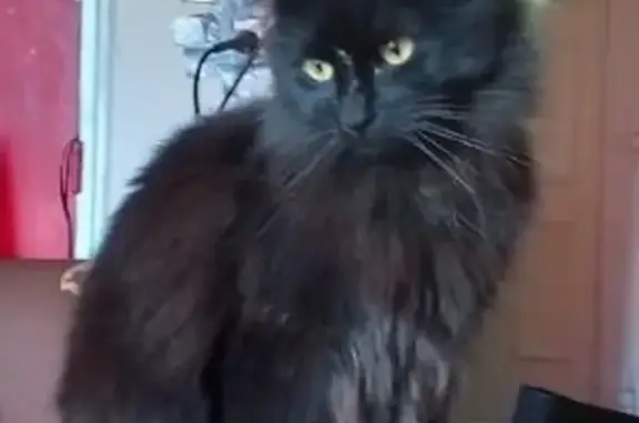 Chat noire disparue à Lons le Saunier - photo