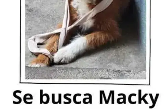 Perro Perdido: Macky, Hembra Cobriza, 6 Años