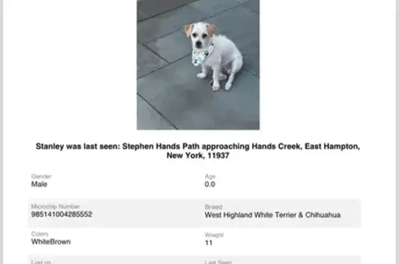 Lost Puppy: White/Brown Mix, East Hampton