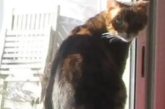 Chat perdu, , photo: Chat Bengal Disparu à Pourcieux